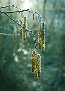 Серёжка ольховая