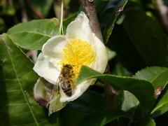 Чай с мёдом