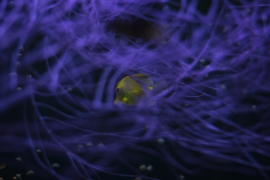 водоросли и рыбка