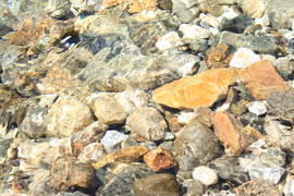 живые камни