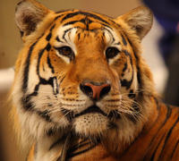 Тигр Мартин