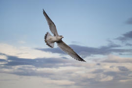 Common gull in sky
