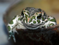 царевна-лягушка