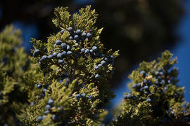 Цветущий куст ягоды