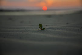 Зеленый / Green