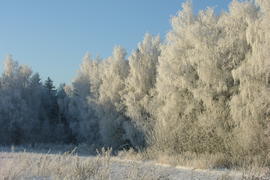 Зима, солнечный день, снег, иней