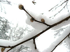 ветка в снегу