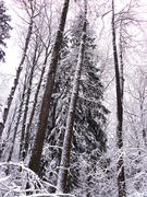 в лесу она росла