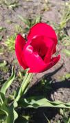 Красный тюльпан