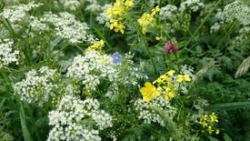 Цветки-коготки