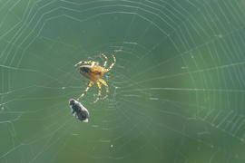 Охота паука на муху