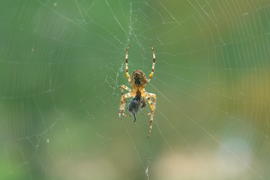 паук и его добыча