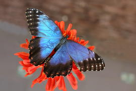 Бабочка и цветок