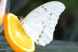 Бабочка на апельсине