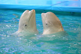 Кит - Белуха