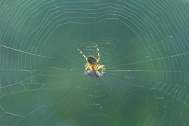 паук в паутине поедает добычу