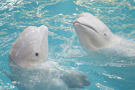 Кит - Белуха