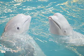 Кит - Белуха