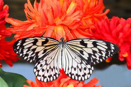 Бабочка. Белое и черное.