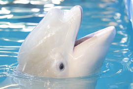 Кит - Белуха