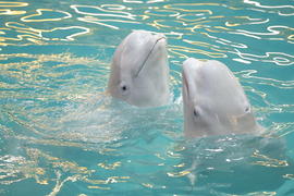 Кит - Белуха