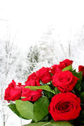 Зимние розы