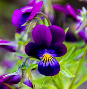 Фиолетовая красота