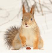 Не отдам орех:)