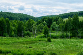 Калужские леса