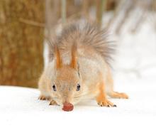 Белка крадется к орешку:)