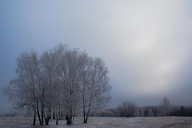 Зимняя поляна