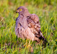 Полевой лунь