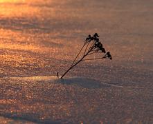 Цветок на закате в снегу
