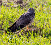 Полевой лунь