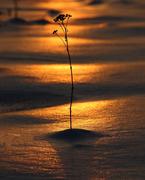 Одинокий цветок на закате