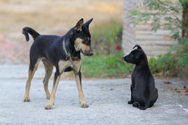 Братья по разуму