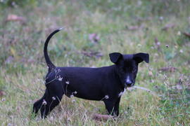 Щенок в траве