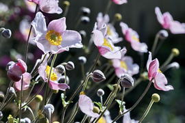 Японская анемона