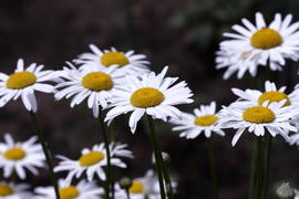 Ромашки