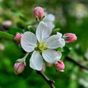 Цветущая яблоня