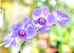 Орхидеи