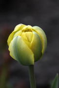 Тюльпан