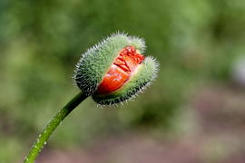 Раскрывающийся мак