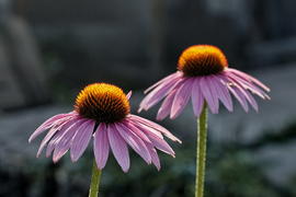 Эхинацеи