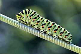 Вперед и вверх