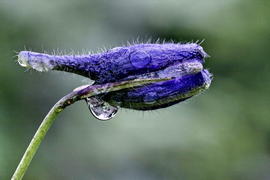 Птеродактиль