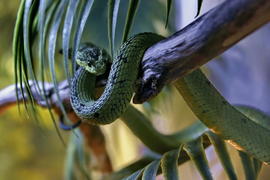 Зеленый змий