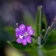 Полевой цветок