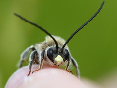 Насекомое, макро