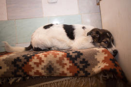 Напрокудила